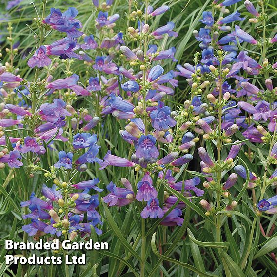 Penstemon heterophyllus 'Electric Blue'