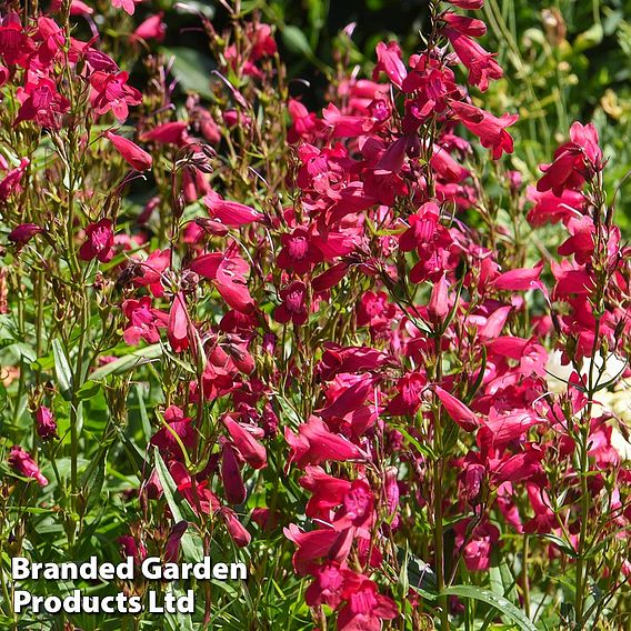 Penstemon 'Garnet'