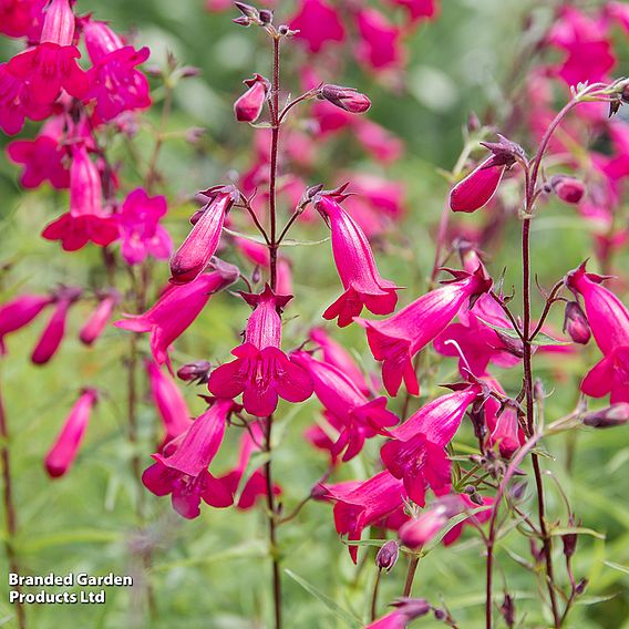 Penstemon 'Garnet'