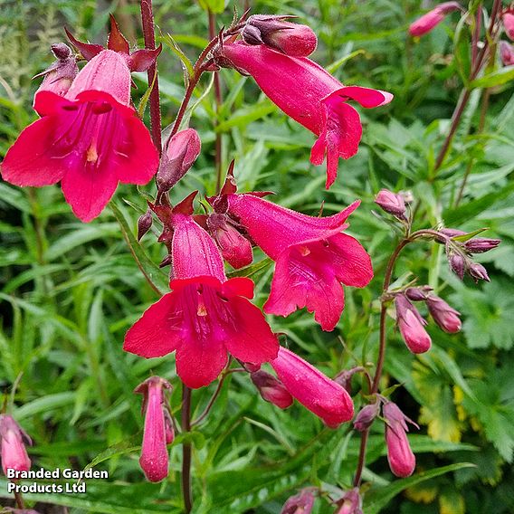 Penstemon 'Garnet'