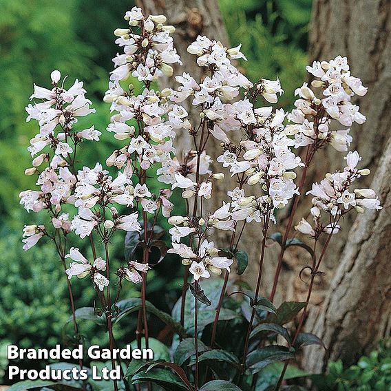 Penstemon digitalis 'Husker Red'