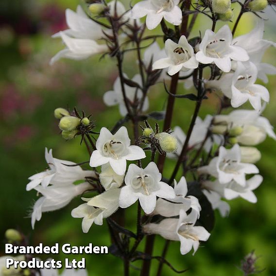 Penstemon digitalis 'Husker Red'