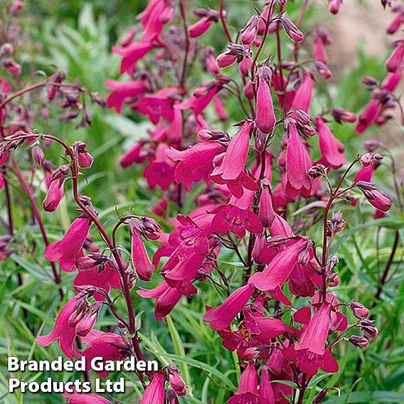 Penstemon 'Pensham Just Jayne'