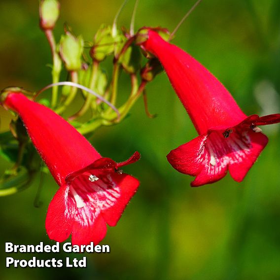 Penstemon 'King George V'