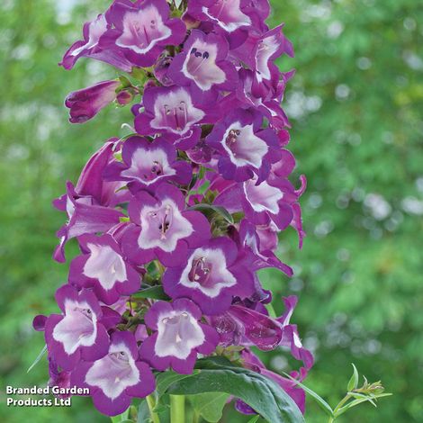 Penstemon 'Pensham Trio'