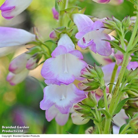 Penstemon 'Pensham Trio'