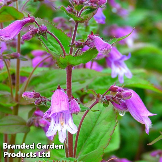 Penstemon smallii