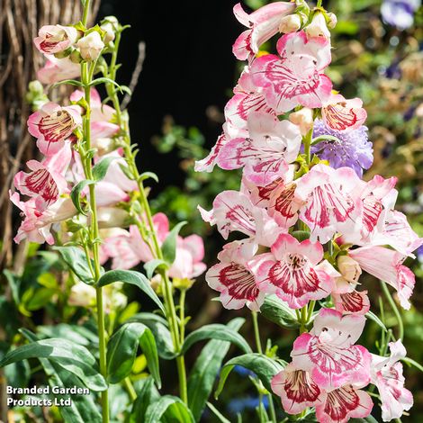 Penstemon Collection