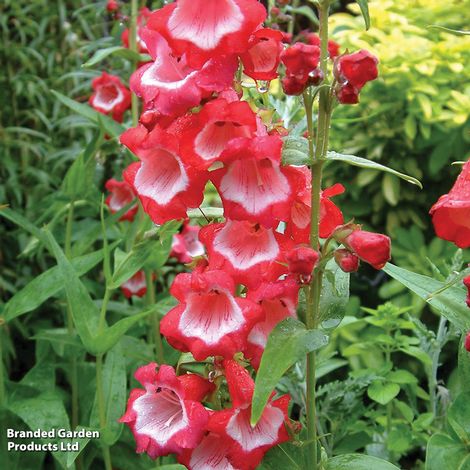 Penstemon Collection