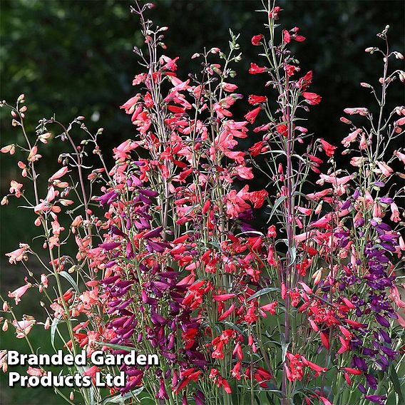 Penstemon barbartus 'Twizzle'