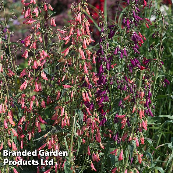 Penstemon barbartus 'Twizzle'