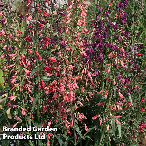 Penstemon barbartus 'Twizzle'