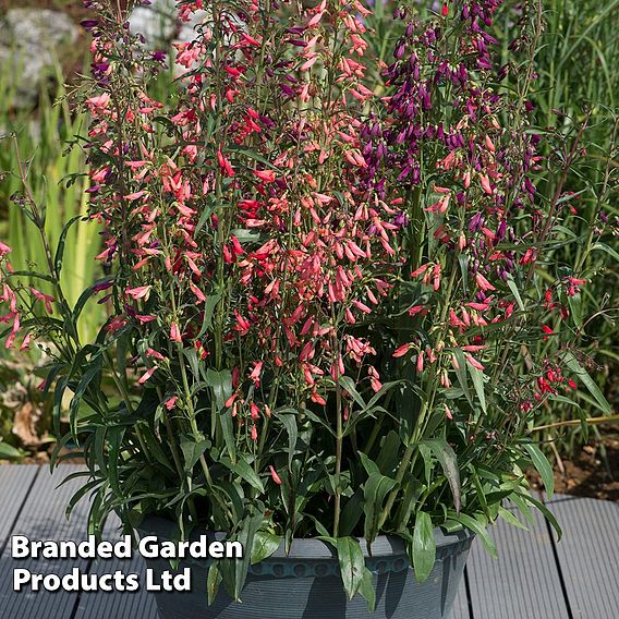 Penstemon barbartus 'Twizzle'