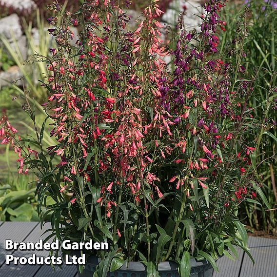 Penstemon barbartus 'Twizzle'