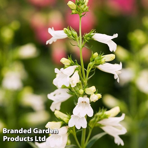 Penstemon 'Pensham Wedding Day'