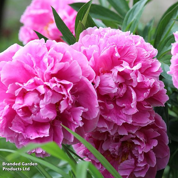 Peony 'Most Scented Dinner Plate Trio'