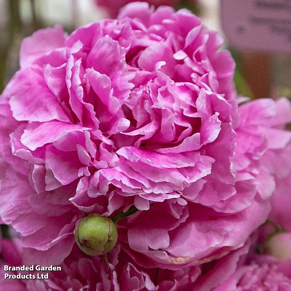 Peony 'Alexander Fleming'