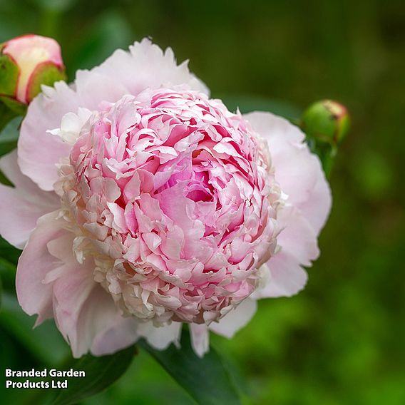 Peony 'Angel Cheeks'