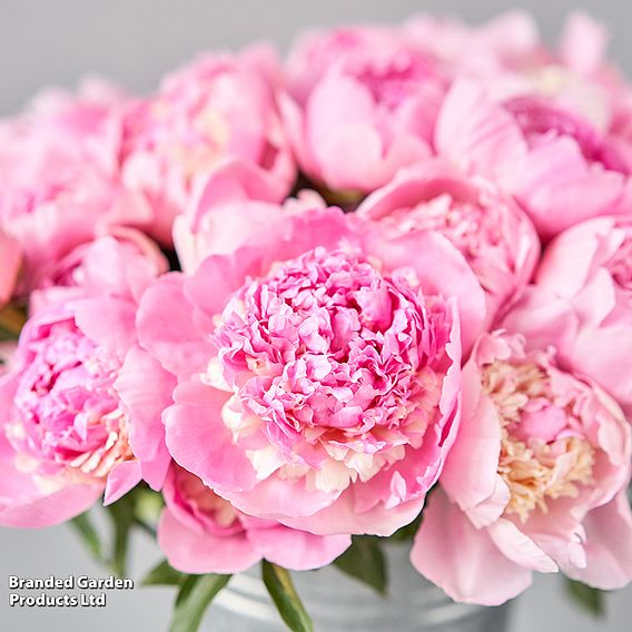 Peony 'Angel Cheeks'