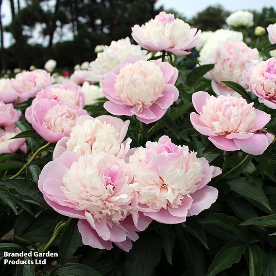 Peony 'Most Scented Dinner Plate Trio'