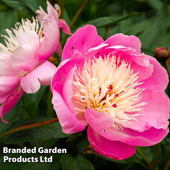 Peony 'Bowl of Beauty'