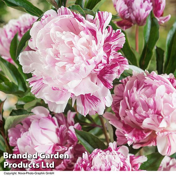 Peony 'Candy Stripe'