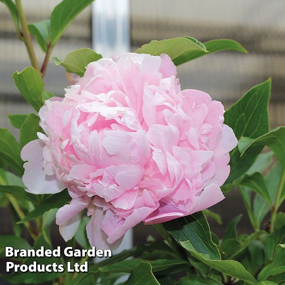 Peony 'Double Pink'