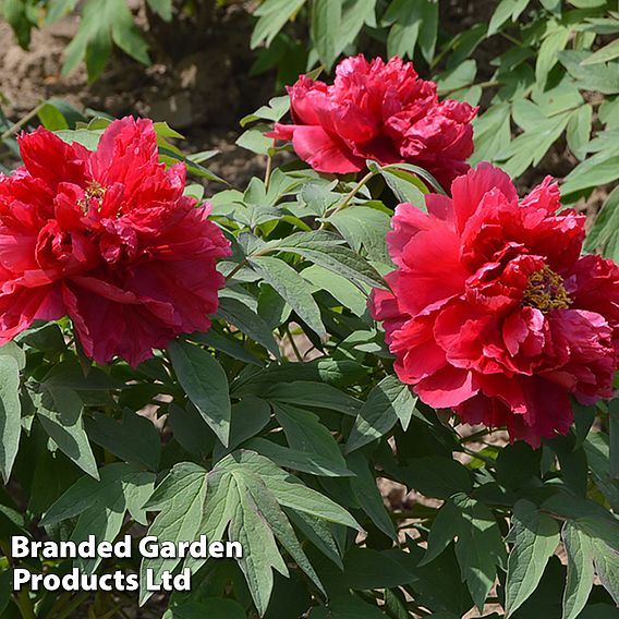 Tree Peony 'Hohki'