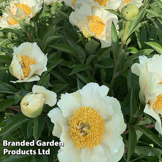 Peony 'Jan van Leeuwen'