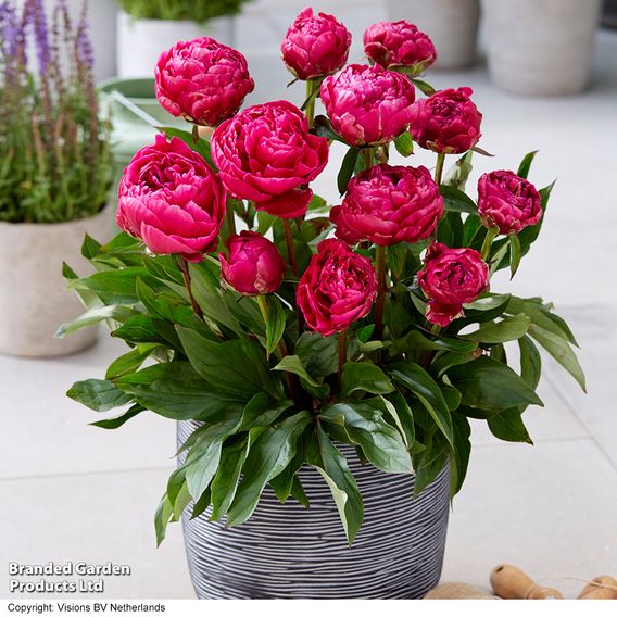 Peony 'London' (Patio Peony)