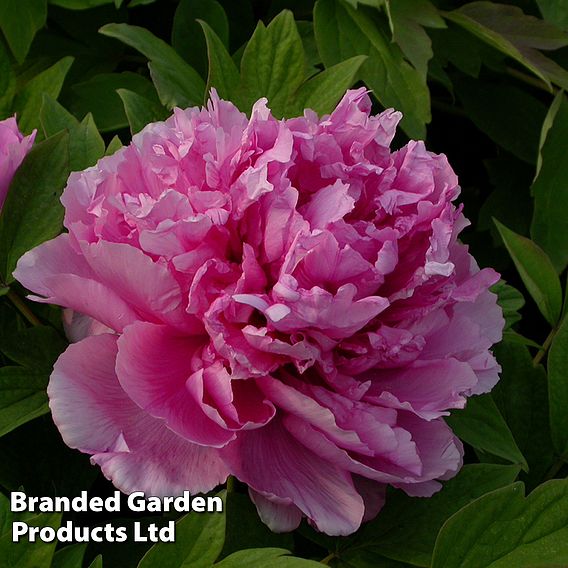 Tree Peony 'Lu He Hong'