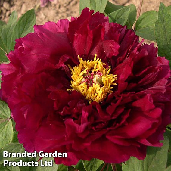 Tree Peony 'Mo Run Jue Lun'