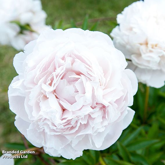 Peony 'Most Scented Dinner Plate Trio'