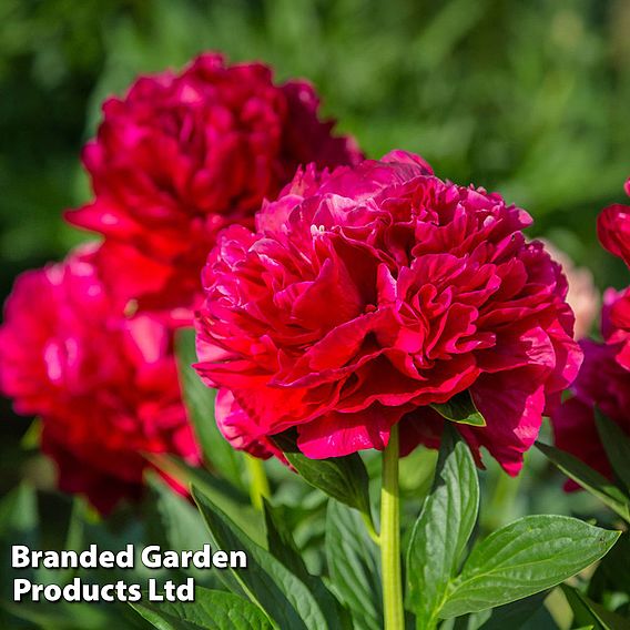 Peony 'Double Red'