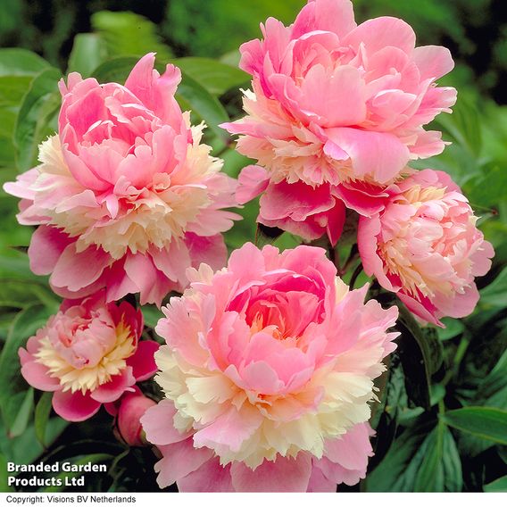 Peony 'Sorbet'