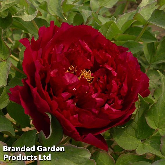 Tree Peony 'Wu Jin Yao Hui'