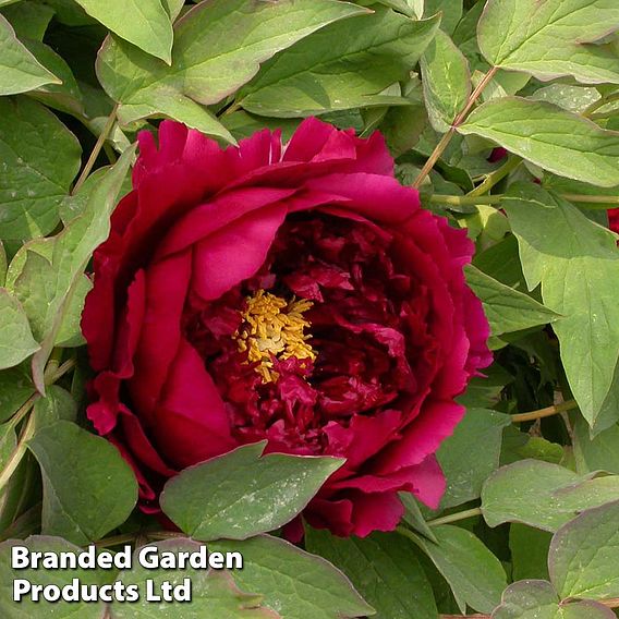 Tree Peony 'Wu Jin Yao Hui'