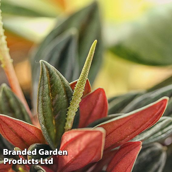 Peperomia caperata 'Rosso'