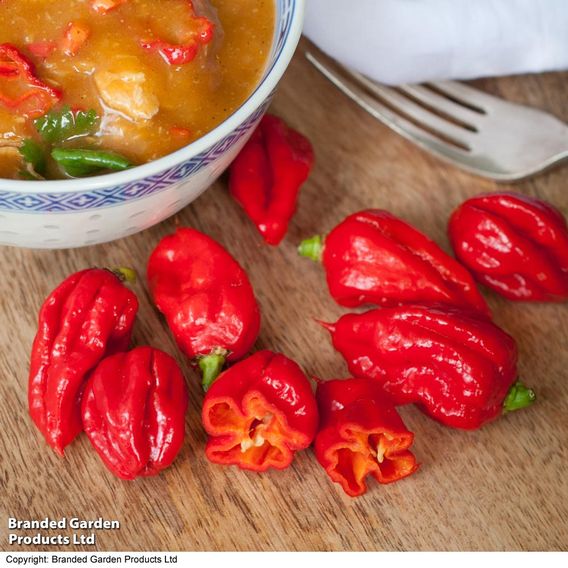 Pepper Chilli 'Carolina Reaper' - Seeds