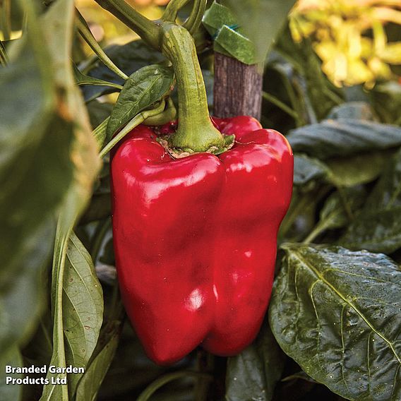 Sweet Pepper 'Great Stuff' F1 - Seeds