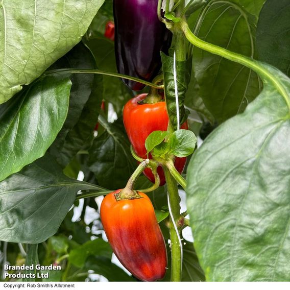 Sweet Pepper 'Lila Purple'