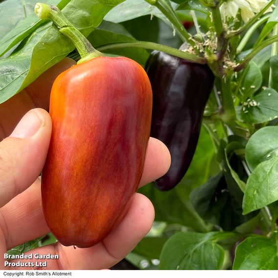 Sweet Pepper 'Lila Purple'