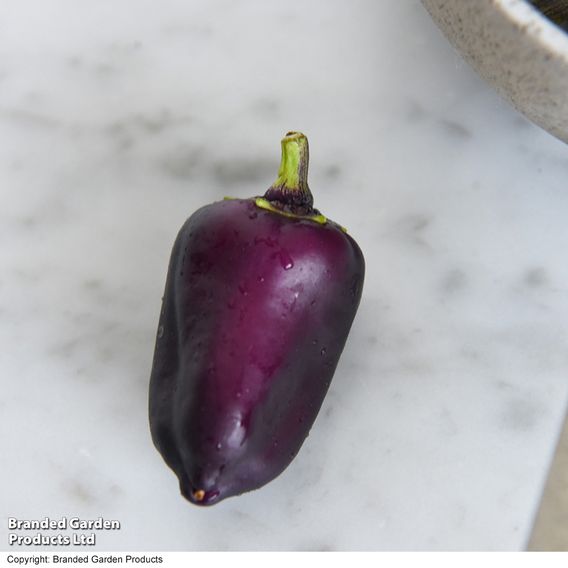 Sweet Pepper 'Lila Purple'