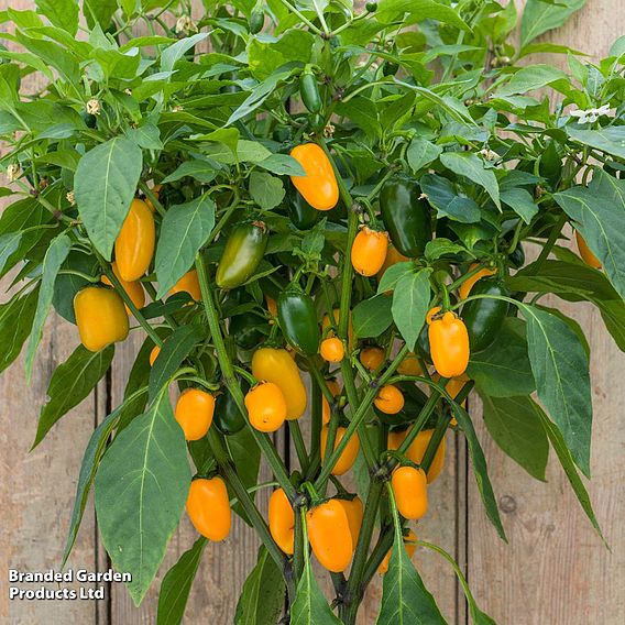 Chilli Pepper 'Pumpkin Spice' - Seeds