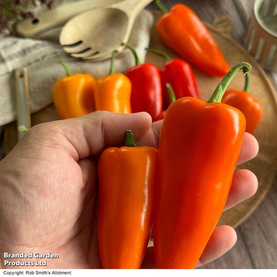 Sweet Pepper 'Super Snack Yellow'