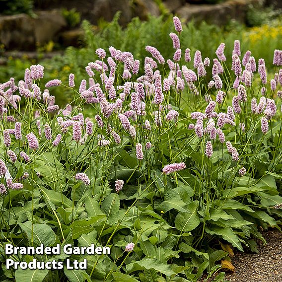 Persicaria bistorta 'Superba'