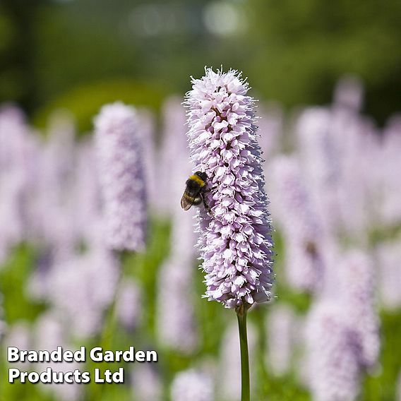 Persicaria bistorta 'Superba'