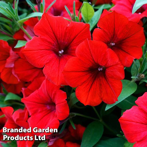 Petunia 'Trailing Surfinia Deep Red'