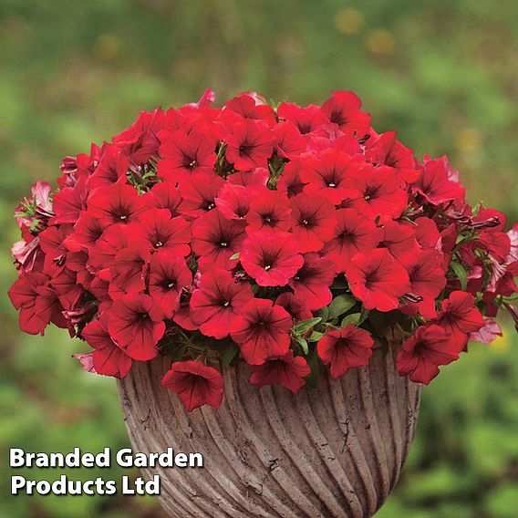 Petunia 'Trailing Surfinia Deep Red'