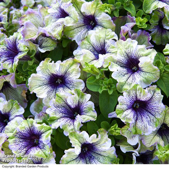 Petunia 'Amazonas Plum Cockatoo'